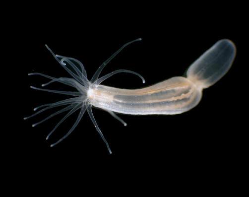 Image of Nematostella vectensis